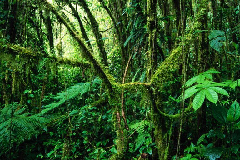 Bosques Lluviosos - Costa Rica