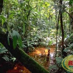 Bosque Lluvioso Rio Costa Rica