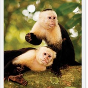 Gran Variedad de Monos en Costa Rica