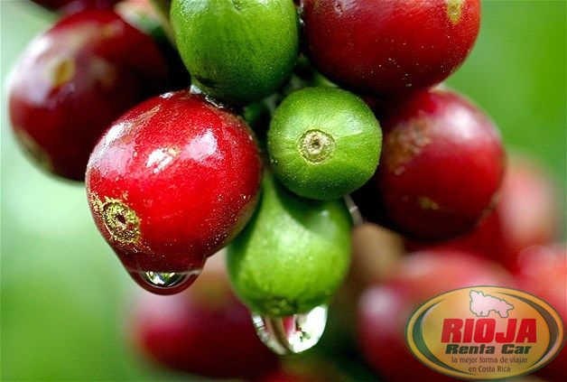 Costa Rica aprovecha fuerte alza de los precios mundiales del café